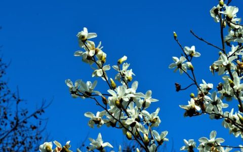 白玉兰花树 的若干养护误区及正确的处理方式