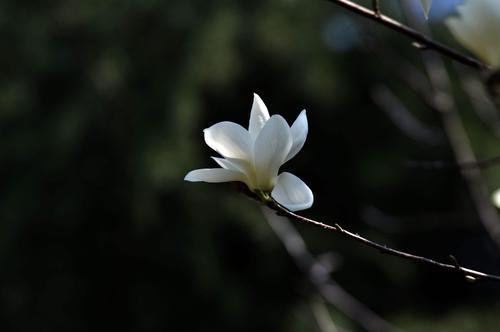 品味白玉兰花树的花香，感受生命的美好