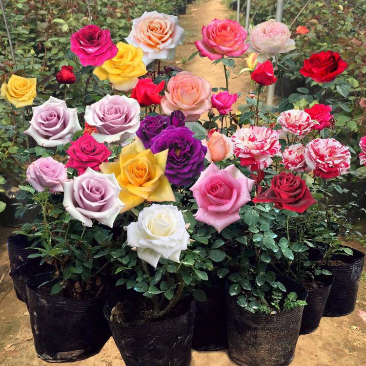 了解各种玫瑰花的颜色与气味，选出最适合你的那一朵
