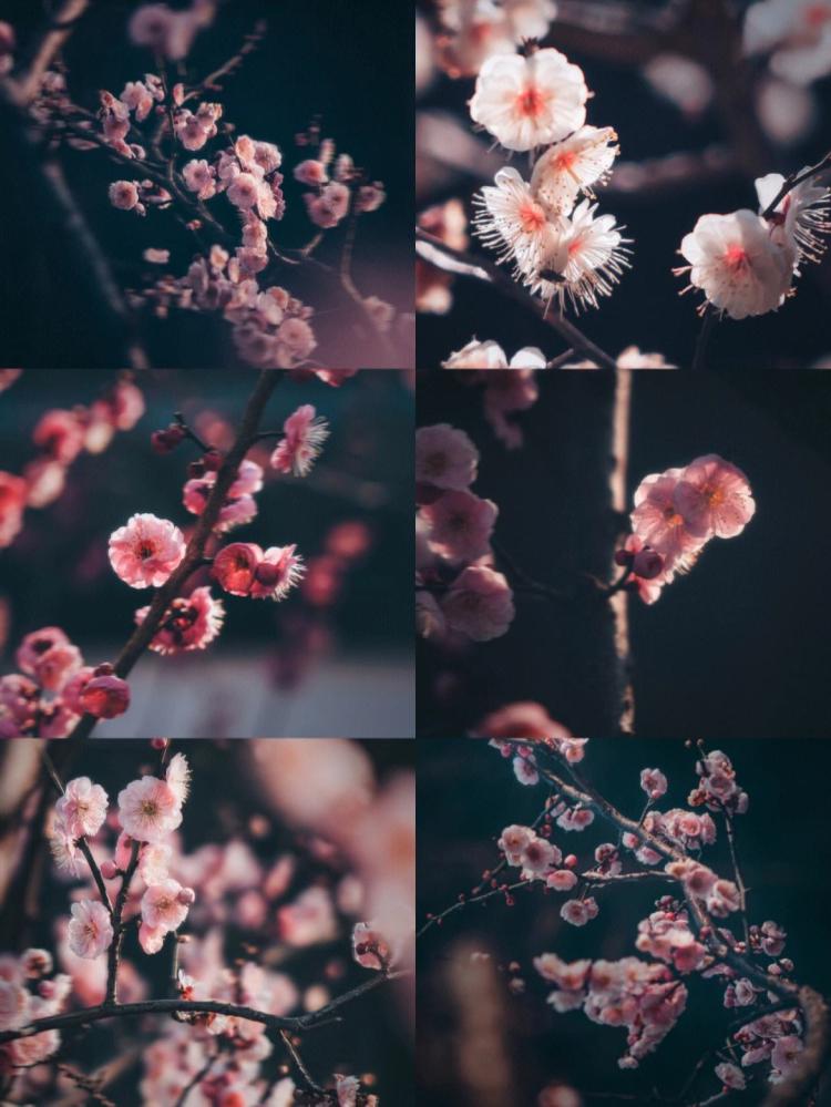 【解读中国国花】梅花的象征意义和文化内涵