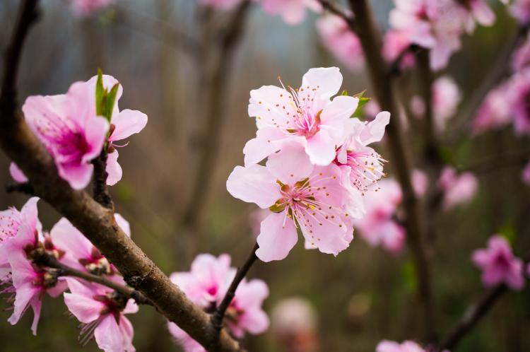 寿星桃花盆景养殖需要注意哪些问题？有哪些技巧？