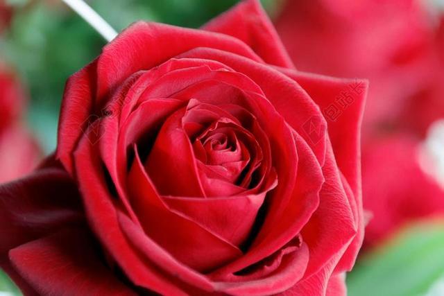情人眼里出西施：99朵玫瑰花的美丽寓意