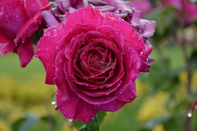 花间传奇：99朵玫瑰花的故事与象征