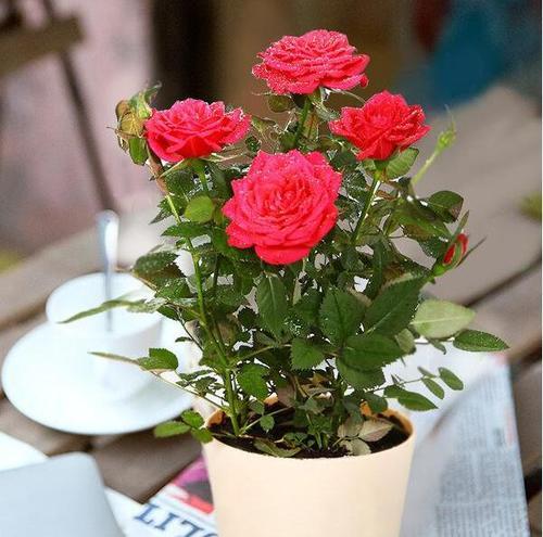 玫瑰花语解读：给老师送几朵玫瑰花才合适？