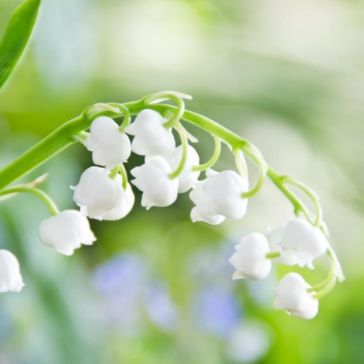 纯洁与高雅的象征：白色铃兰花代表的人格特质