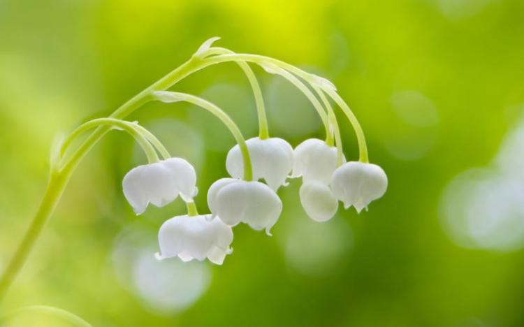 铃兰的秘密：白色铃兰花与哪些人息息相关？