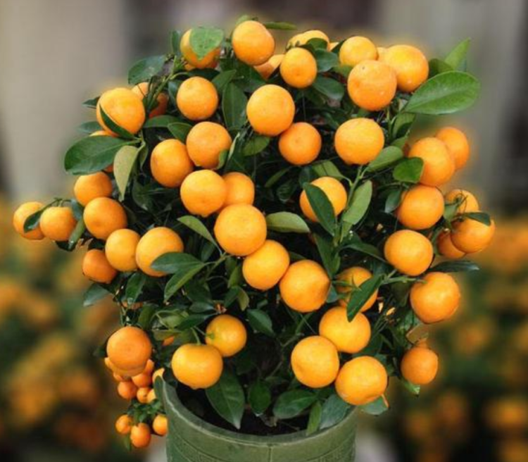 金桔盆栽养护与观赏指南：提高果实产量的有效方法