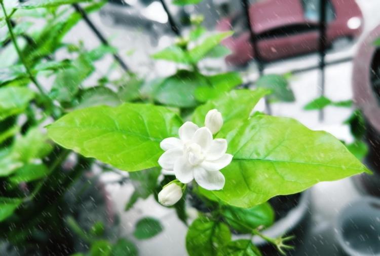 如何正确淋雨保养风雨兰、茶花、榕树和茉莉花：保持翠绿和生长的秘诀
