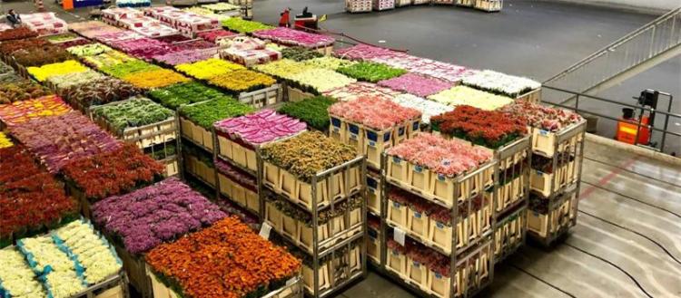 荷兰成为全球最大鲜花出口国：探究其农业优势与地理位置的影响