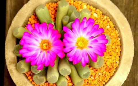 养护生石花和棒叶花的专业指南：如何保持健康和旺盛的生长