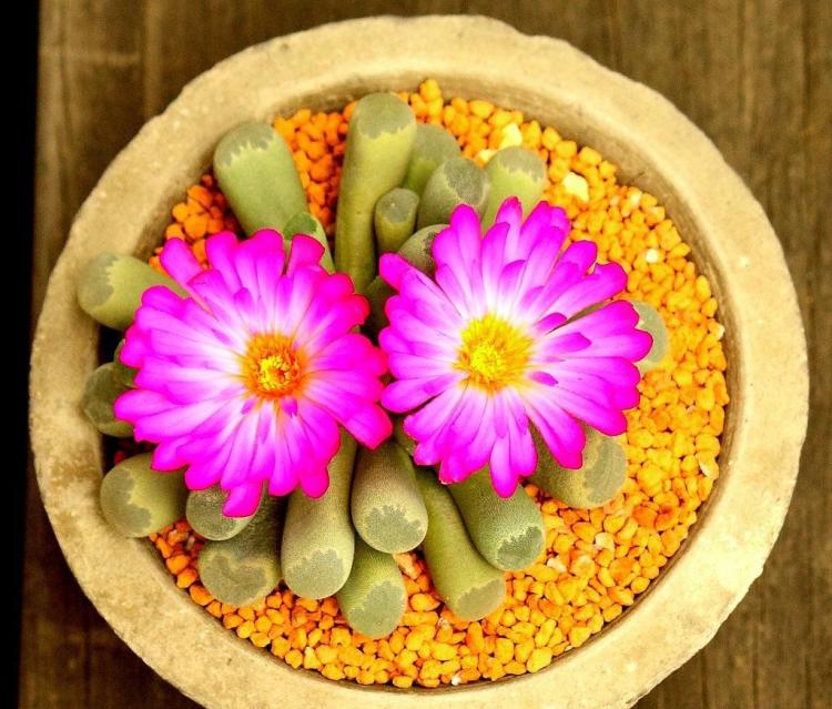 养护生石花和棒叶花的专业指南：如何保持健康和旺盛的生长