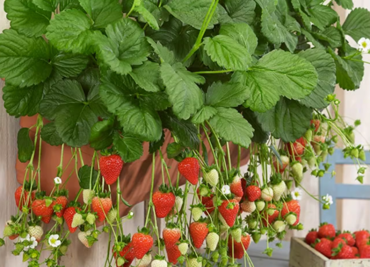 如何在家中种植草莓：一步步的详细指南
