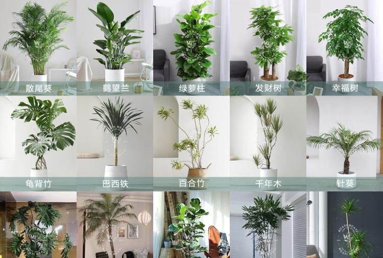 如何科学的摆放办公室植物以提高空气质量