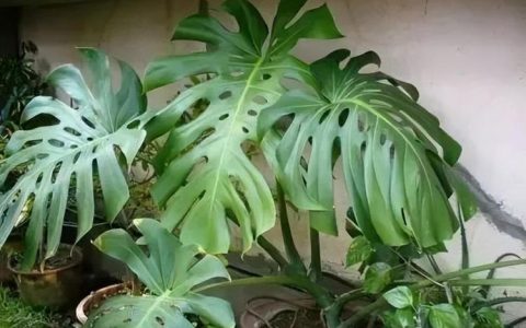 家居绿植选择指南：龟背竹、春羽和散尾葵的养护方法
