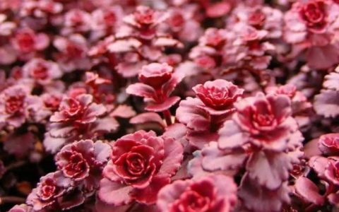 小球玫瑰养护指南：如何正确种植和照顾你的龙血景天