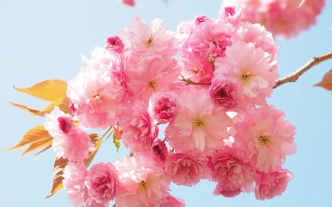 三月份盛开的花朵：樱花、桃花等十种花的美丽和花期