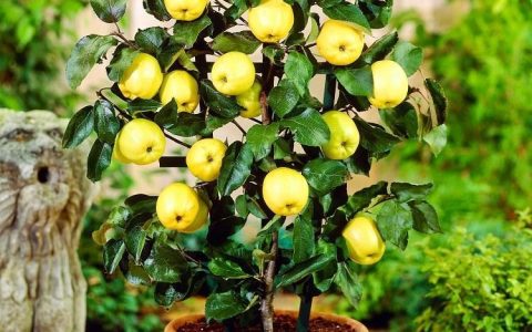 如何养护和修剪盆栽苹果树：一份详细的指南