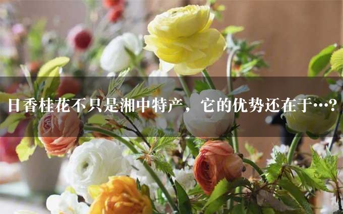 日香桂花不只是湘中特产，它的优势还在于…？
