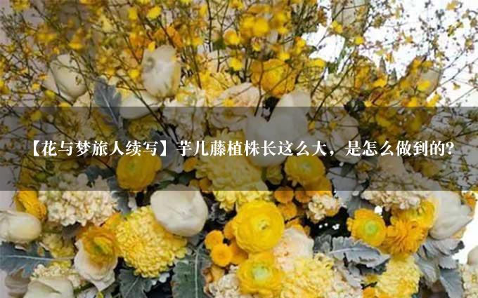【花与梦旅人续写】芋儿藤植株长这么大，是怎么做到的？